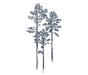 Stories-icon