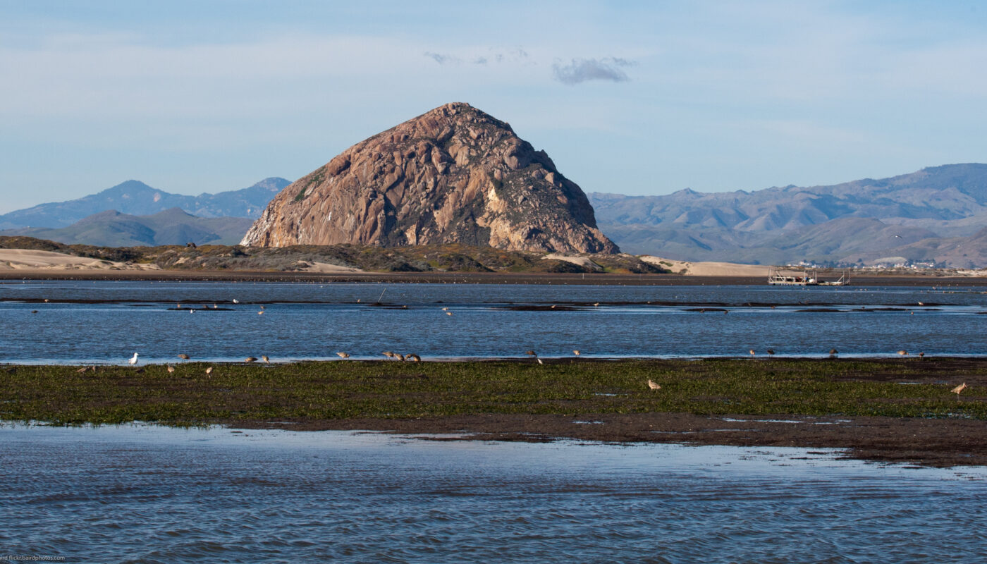 Morro Bay Bird Festival