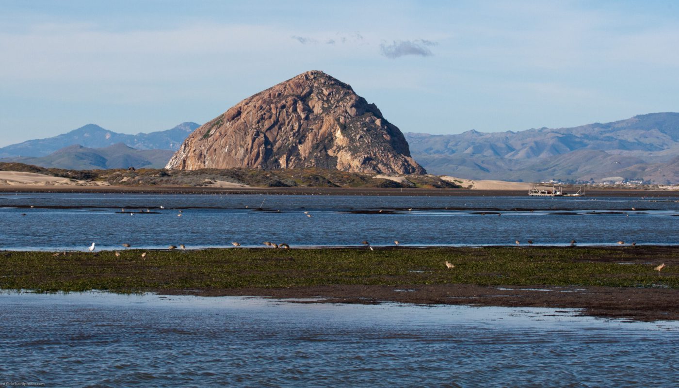 Morro Bay Bird Festival