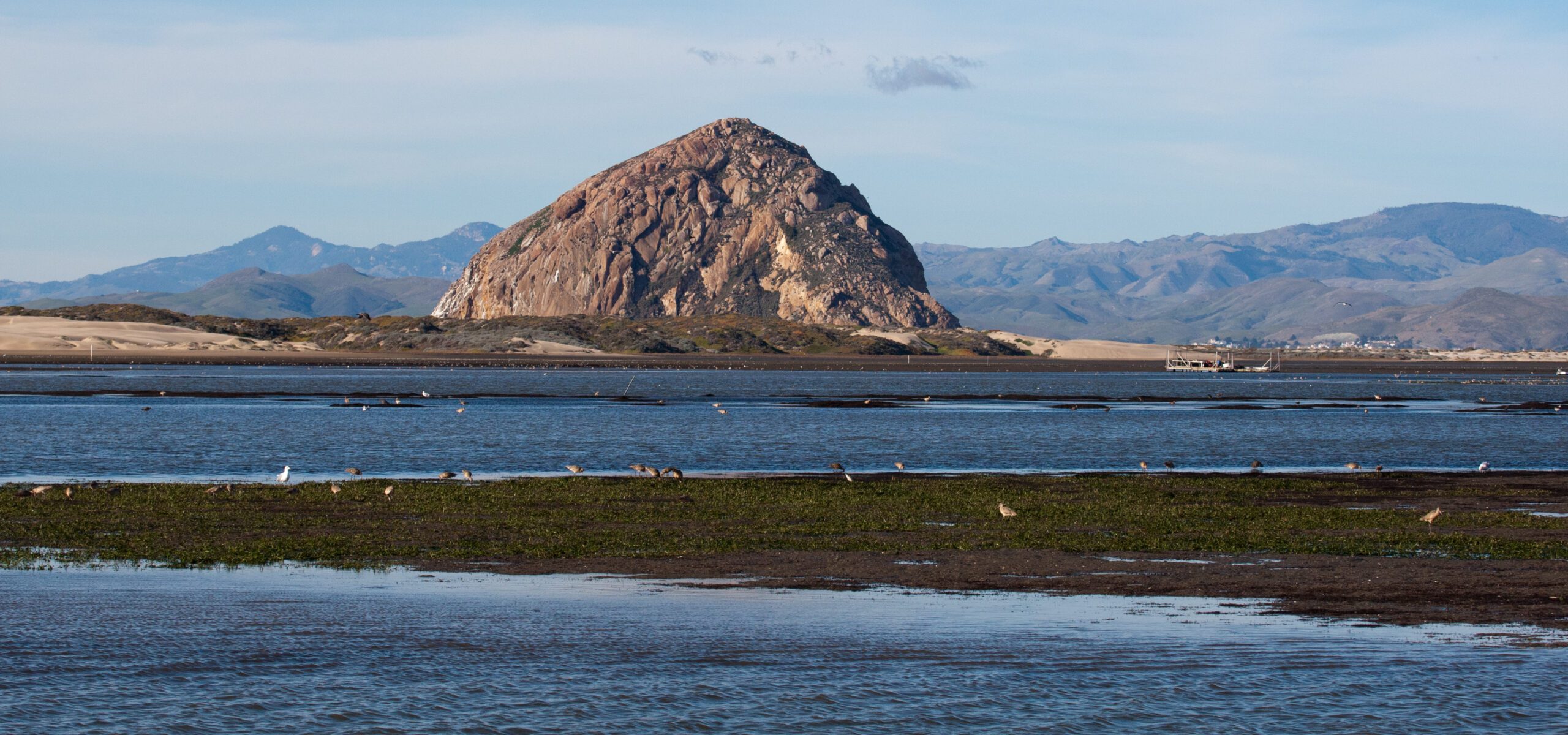 Morro Bay Bird Festival