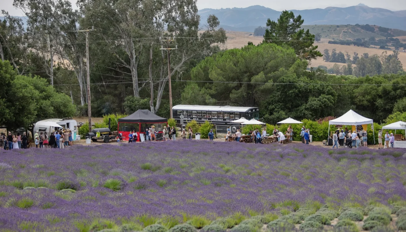 Paso Robles Olive & Lavender Festival