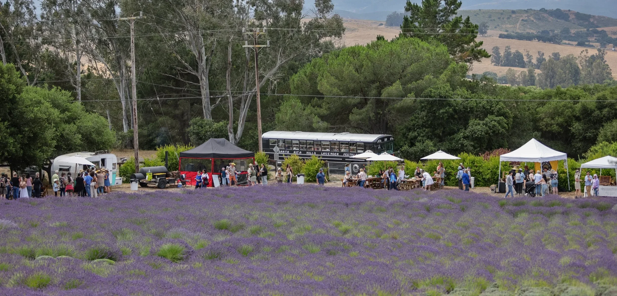 Paso Robles Olive & Lavender Festival